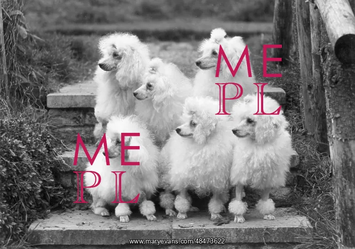 : Miniature poodles, Thomas Fall photo : Miniature poodles, Thomas Fall photo