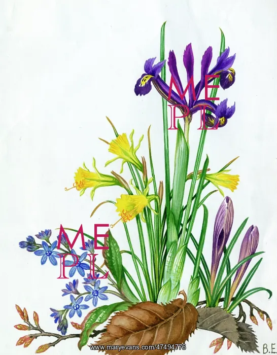 : Miniature Spring Flowers - Iris reliculata etc : Miniature Spring Flowers - Iris reliculata etc