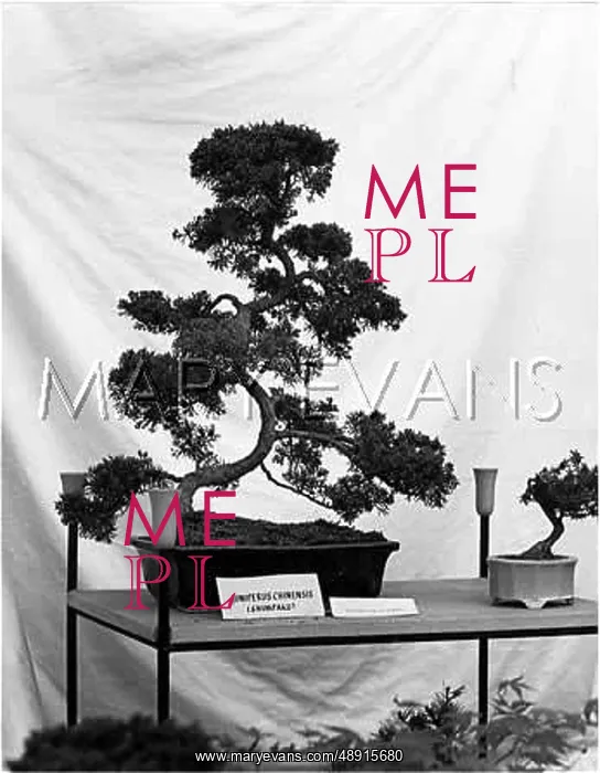 : MINIATURE TREE : MINIATURE TREE