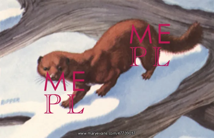  : Mink