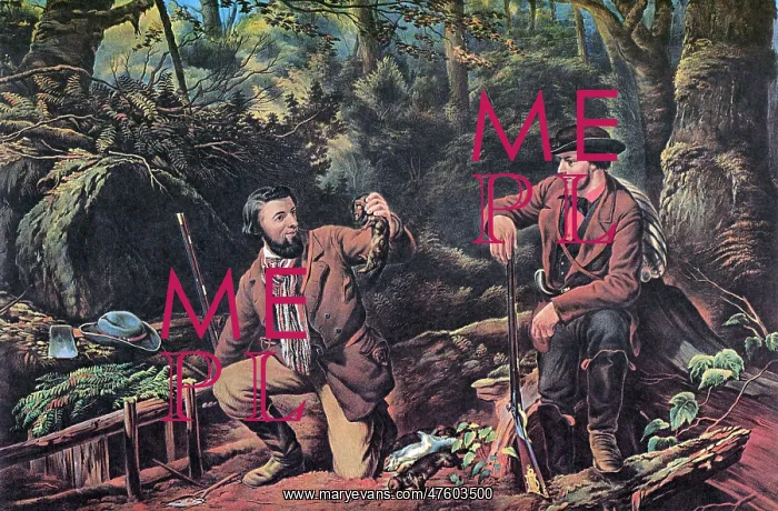 : Mink Trapping, 1862 : Mink Trapping, 1862