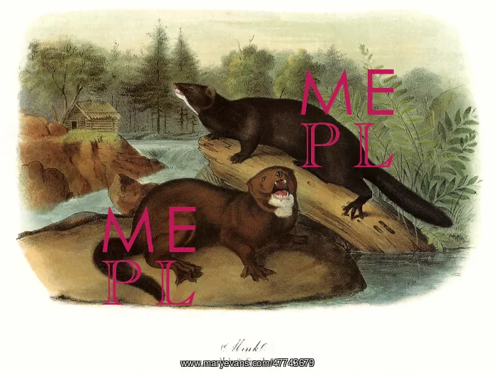  : Minks