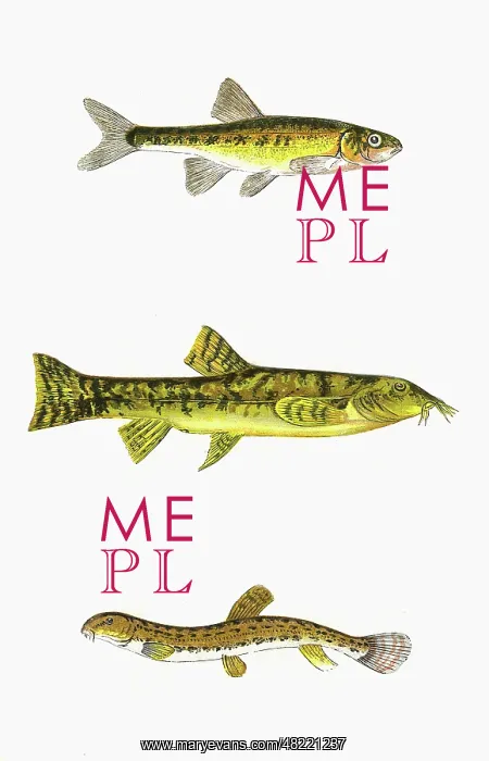 : Minnow, Loach, and Spined Loach : Minnow, Loach, and Spined Loach