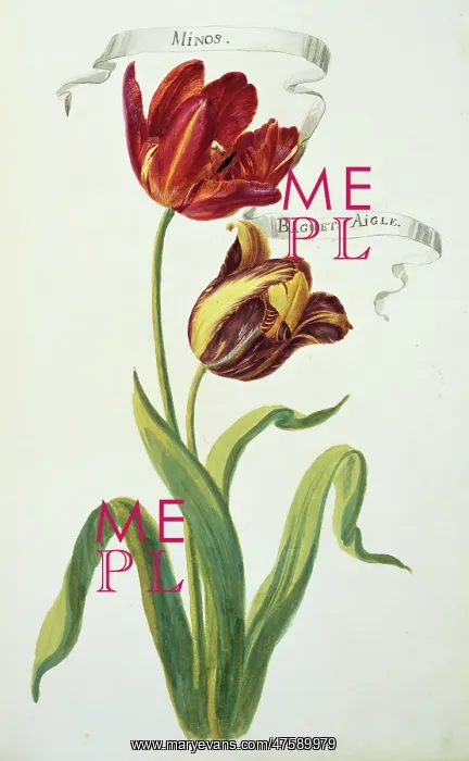  : Minos & Baguet, tulips