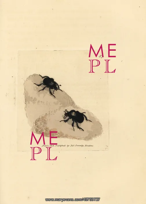 : Minotaur beetle, Typhaeus typhoeus : Minotaur beetle, Typhaeus typhoeus