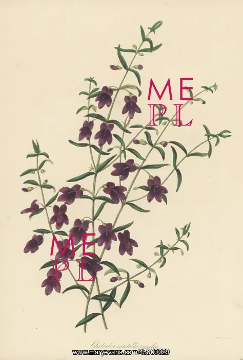 : Mint buch, Prostanthera scutellarioides : Mint buch, Prostanthera scutellarioides
