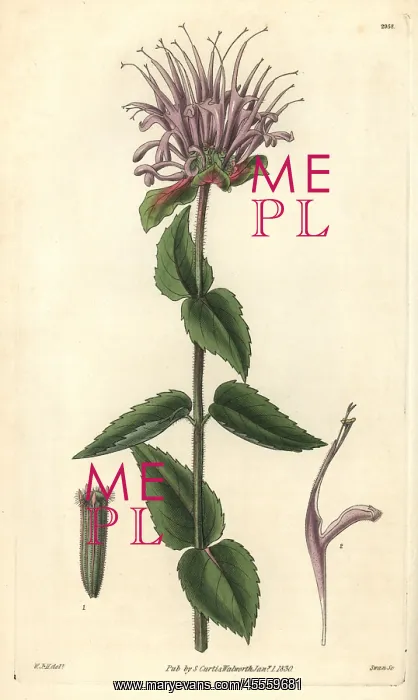 : Mint-leaved monarda or beebalm, Monarda menthaefolia : Mint-leaved monarda or beebalm, Monarda menthaefolia