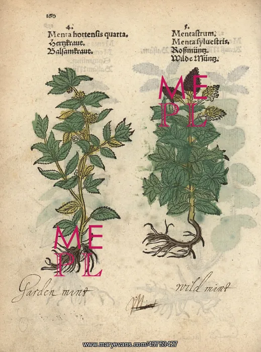 : Mint, Mentha x gracilis, and horse mint, Mentha longifolia : Mint, Mentha x gracilis, and horse mint, Mentha longifolia