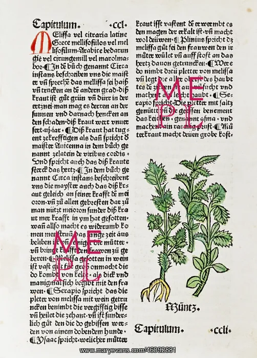 : Mint plant : Mint plant