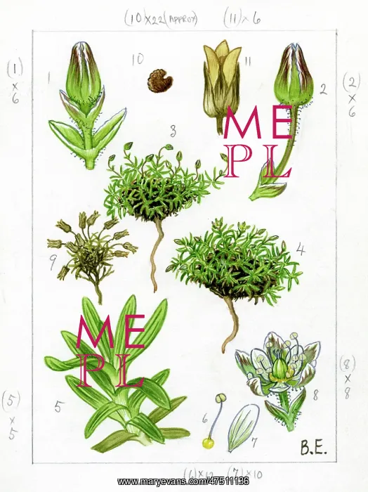 : Minuartia rubella - beautiful sandwort : Minuartia rubella - beautiful sandwort