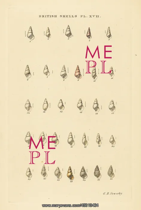 : Minute pyramid sea shell varieties, Odostomia, etc : Minute pyramid sea shell varieties, Odostomia, etc