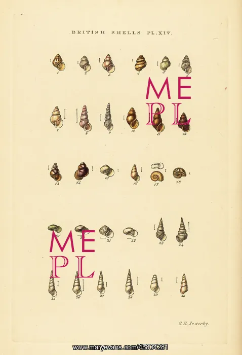 : Minute sea shell varieties, Rissoa, Cingula, Assimina, etc