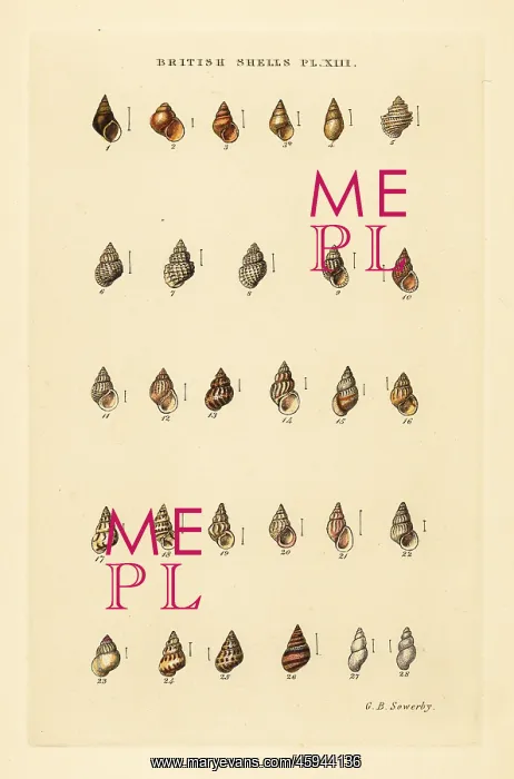 : Minute sea shell varieties, Rissoa, Cingula, Assimina, etc : Minute sea shell varieties, Rissoa, Cingula, Assimina, etc
