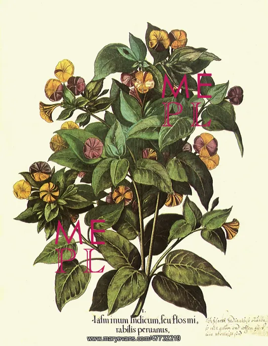  : Mirabilis jalapa