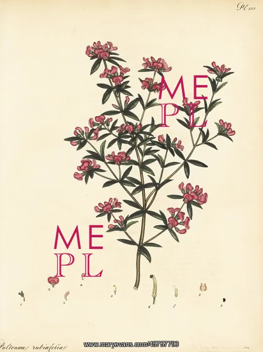 : Mirbelia rubiifolia : Mirbelia rubiifolia
