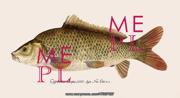  : Mirror Carp
