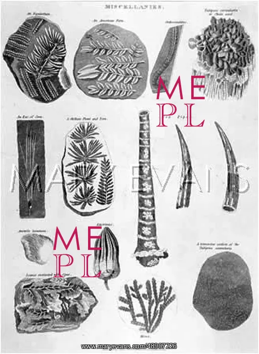 : MISCELLANEOUS FOSSILS : MISCELLANEOUS FOSSILS