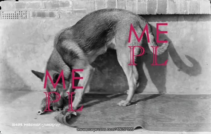 : Mischief the Dog : Mischief the Dog