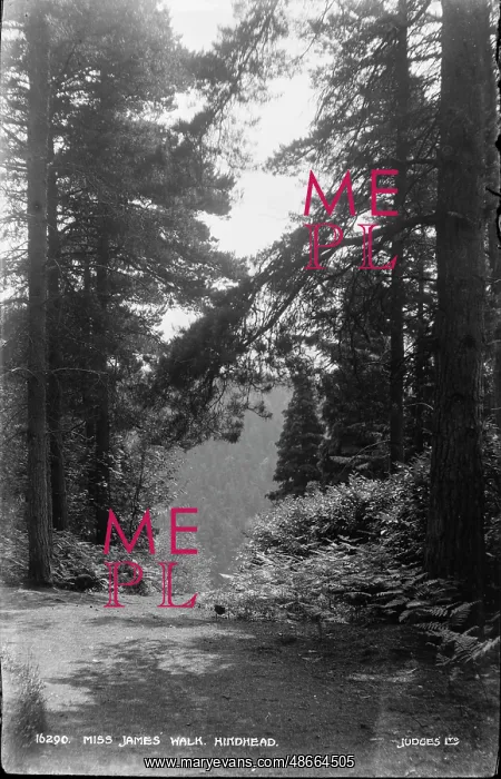 : Miss James Walk, Hindhead : Miss James Walk, Hindhead