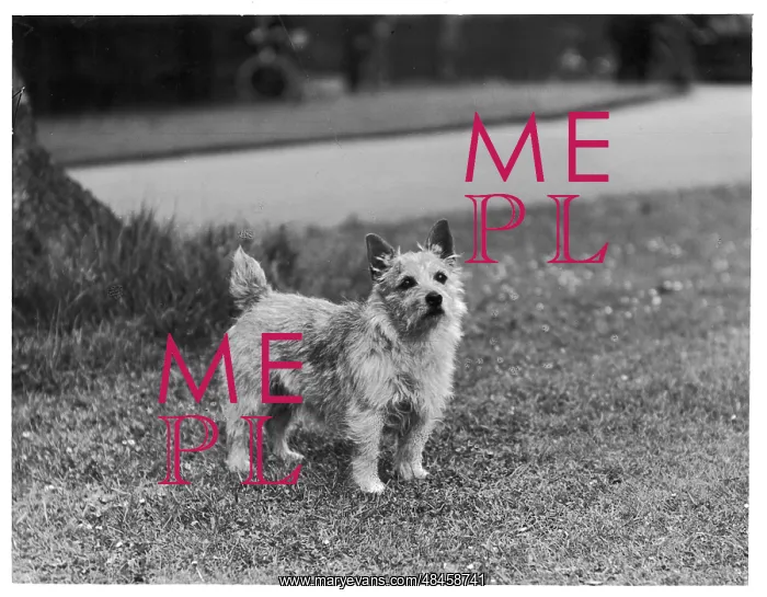  : MISS MANNETTE /  TERRIER