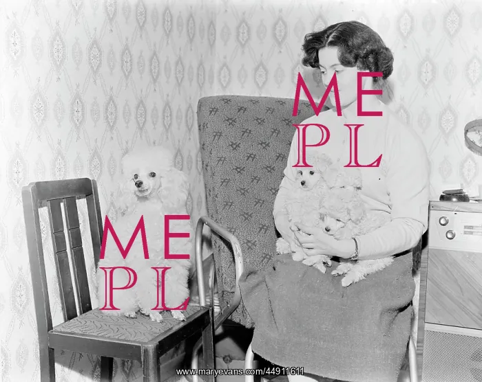 : Miss Piane and Poodles, Erith : Miss Piane and Poodles, Erith
