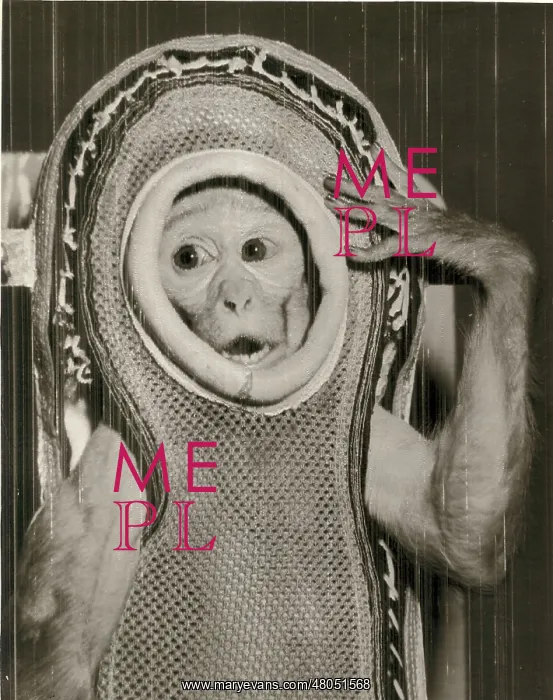 : Miss Sam prior to being launched in a Mercury capsule : Miss Sam prior to being launched in a Mercury capsule