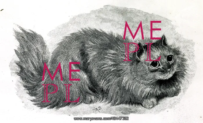 : Miss Simpson's Blue Persian cat Bounce : Miss Simpson's Blue Persian cat Bounce