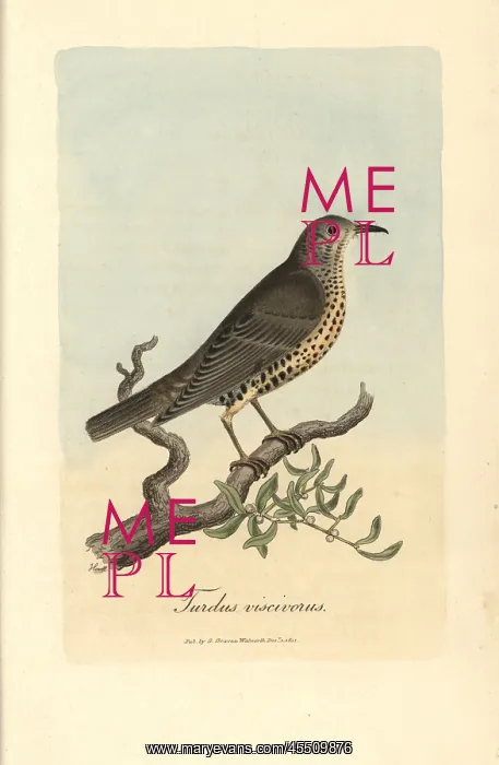 : Misseltoe thrush, Mistle thrush, Turdus viscivorus : Misseltoe thrush, Mistle thrush, Turdus viscivorus