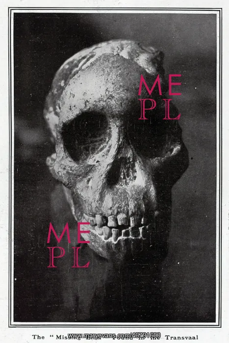  : Missing Link Skull