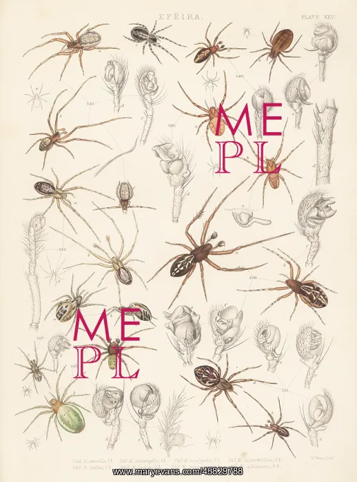 : Missing sector orb weavers, cricket bat and cucumber : Missing sector orb weavers, cricket bat and cucumber