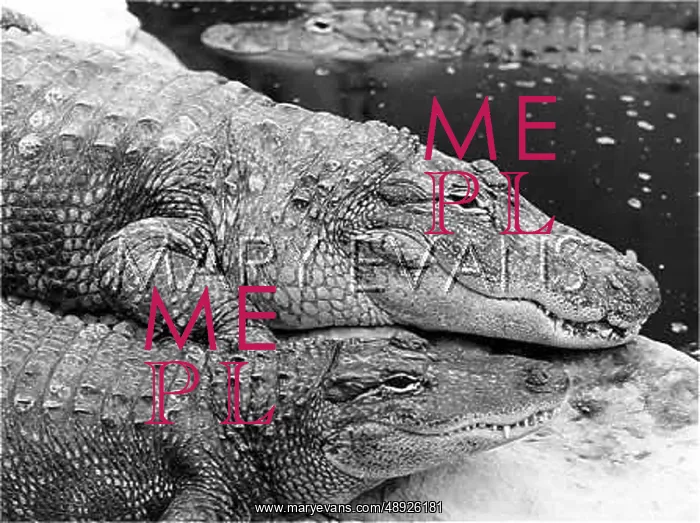 : MISSISSIPPI ALLIGATORS : MISSISSIPPI ALLIGATORS