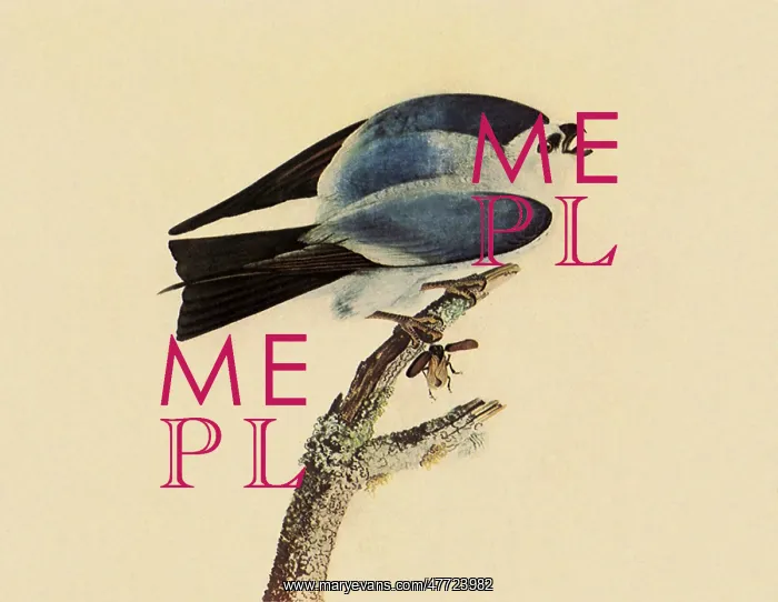 : Mississippi Kite, Ictinia misisippiensis : Mississippi Kite, Ictinia misisippiensis