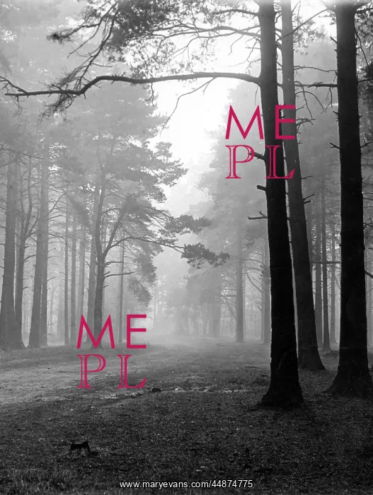 : Mist in the Pinewoods : Mist in the Pinewoods