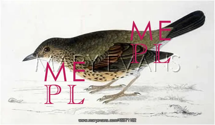  : MISTLE THRUSH