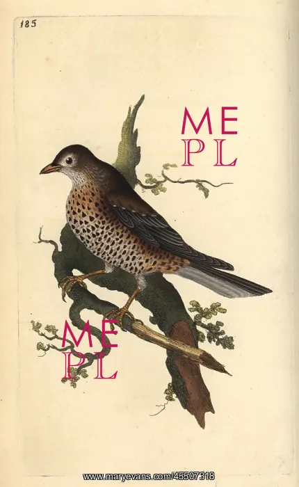 : Mistle thrush, Turdus viscivorus : Mistle thrush, Turdus viscivorus