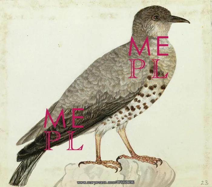 : Mistle Thrush, Turdus viscivorus : Mistle Thrush, Turdus viscivorus