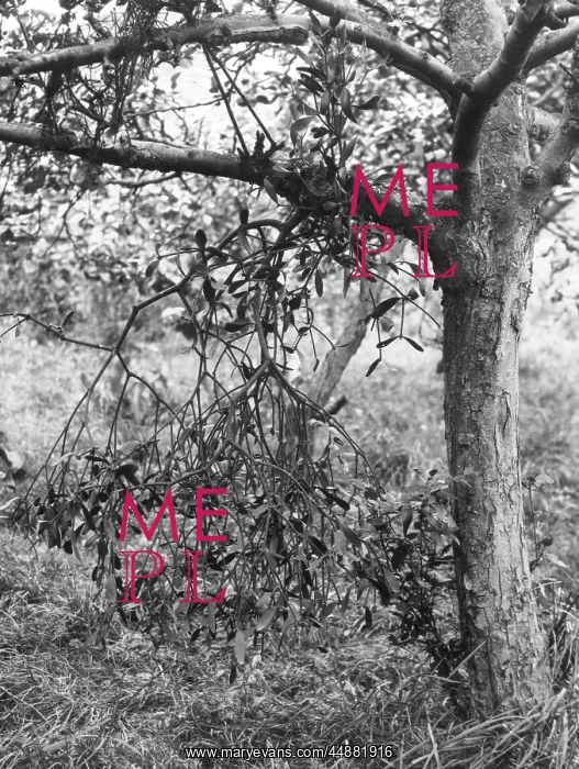  : MISTLETOE. Mistletoe growing on an apple tree branch