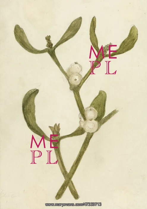 : Mistletoe. A parasitic evergreen plant that attaches itself to trees