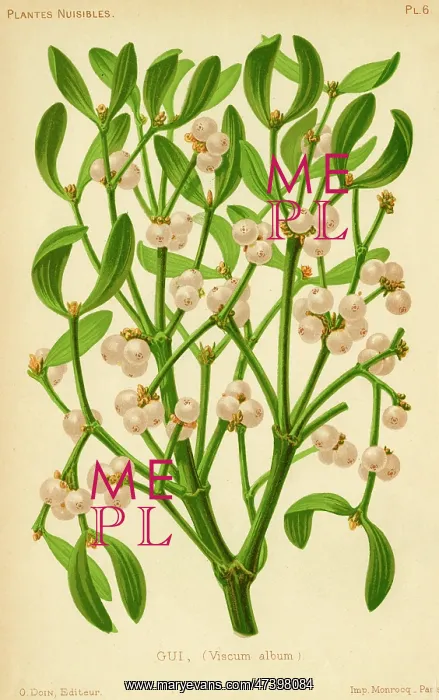  : Mistletoe. MISTLETOE (Gui)