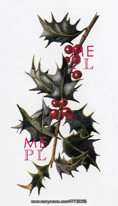  : Mistletoe