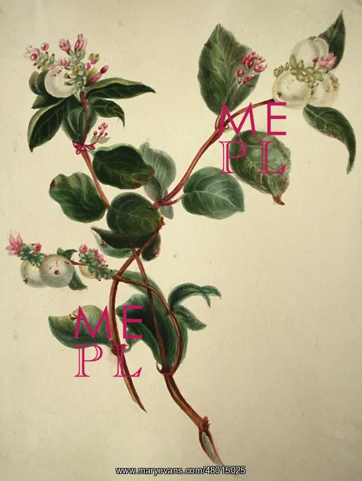  : Mistletoe