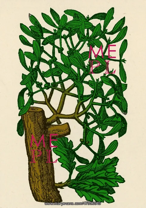 : Mistletoe, Alchemy Plant : Mistletoe, Alchemy Plant