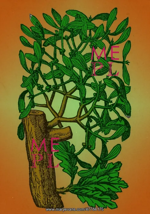 : Mistletoe, Alchemy Plant : Mistletoe, Alchemy Plant