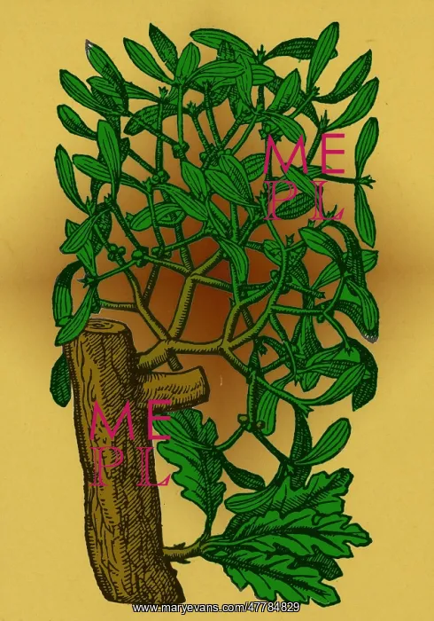 : Mistletoe, Alchemy Plant : Mistletoe, Alchemy Plant