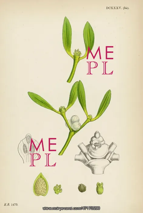  : Mistletoe Botanical