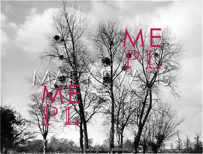 : MISTLETOE NESTS : MISTLETOE NESTS
