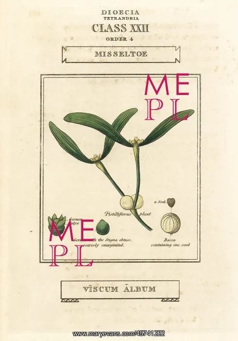 : Mistletoe, Viscum album : Mistletoe, Viscum album