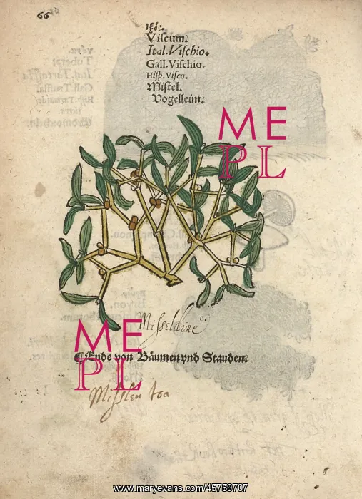 : Mistletoe, Viscum album : Mistletoe, Viscum album