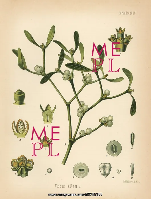 : Mistletoe, Viscum album : Mistletoe, Viscum album