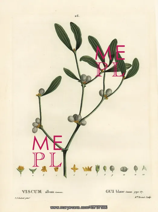 : Mistletoe, Viscum album : Mistletoe, Viscum album